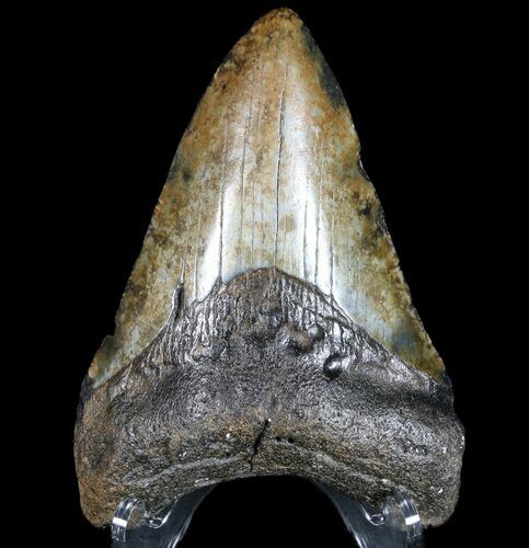 Megalodon Tooth - North Carolina #77522